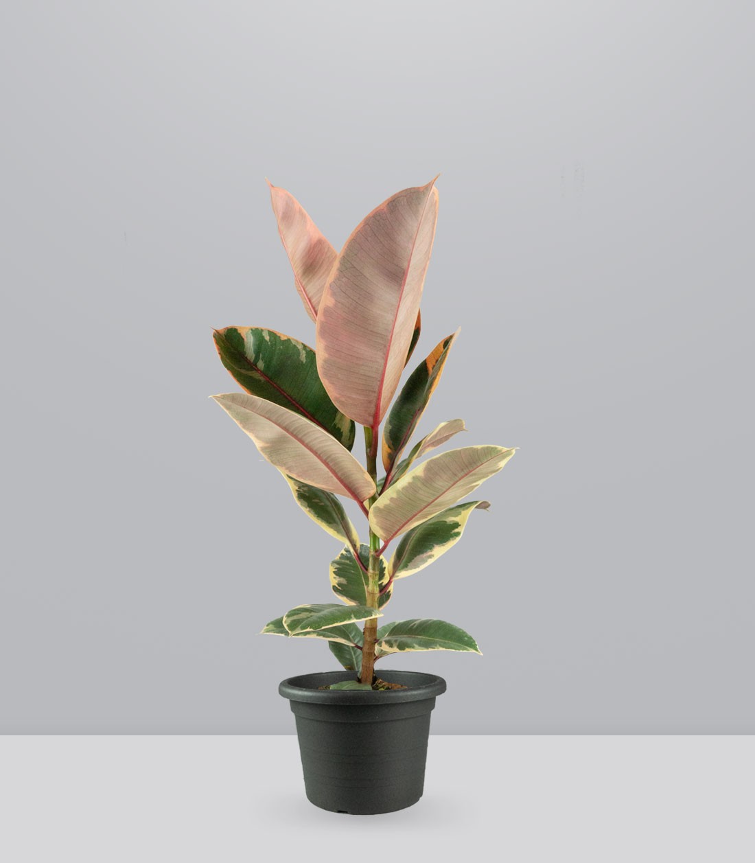 Ficus Tineke Rosa – H70 cm in Vaso Ø20