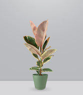 Ficus Tineke Rosa – H70 cm in Vaso Ø20