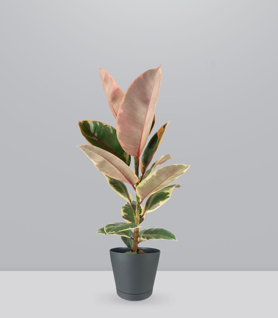 Ficus Tineke Rosa – H70 cm in Vaso Ø20