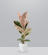 Ficus Tineke Rosa – H70 cm in Vaso Ø20