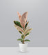 Ficus Tineke Rosa – H70 cm in Vaso Ø20
