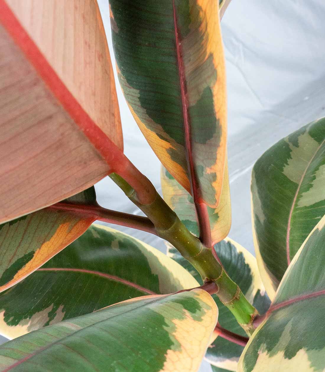 Ficus Tineke Rosa – H70 cm in Vaso Ø20