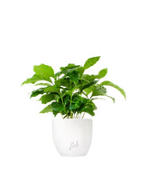 Pianta di Caffè Arabica