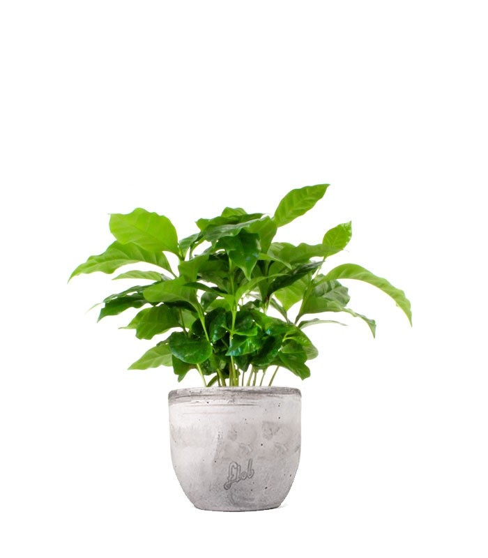 Pianta di Caffè Arabica