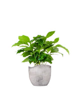 Pianta di Caffè Arabica