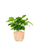 Pianta di Caffè Arabica