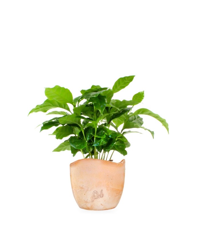 Pianta di Caffè Arabica