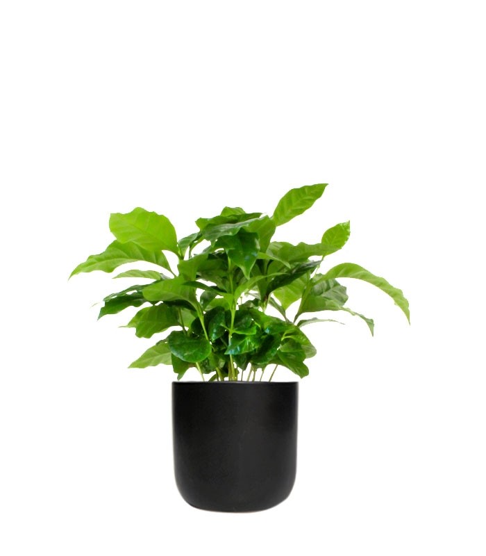 Pianta di Caffè Arabica