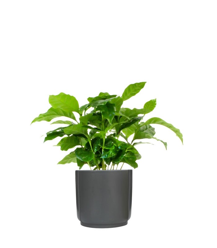 Pianta di Caffè Arabica