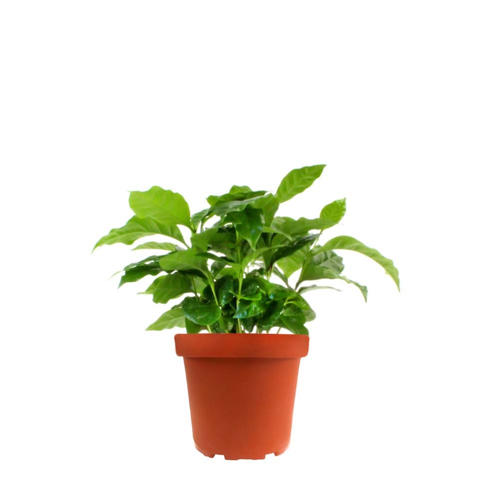 Pianta di Caffè Arabica