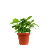 Pianta di Caffè Arabica