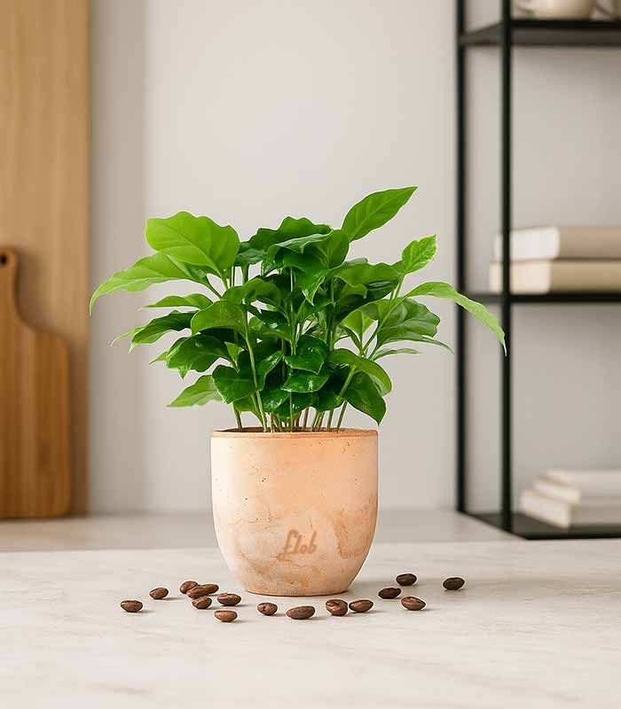 Pianta di Caffè Arabica