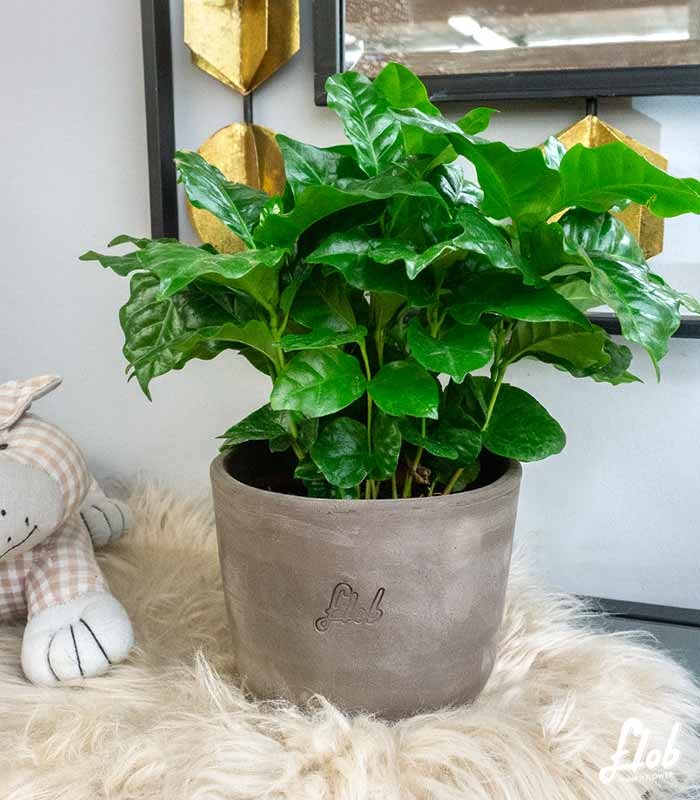 Pianta di Caffè Arabica