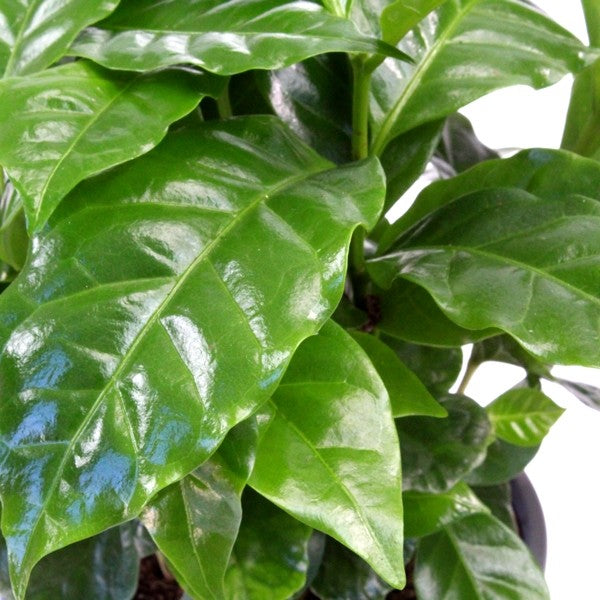 Pianta di Caffè Arabica