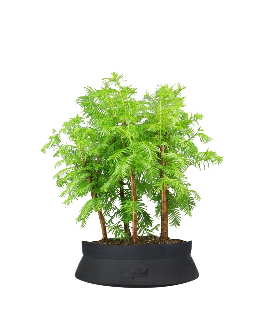 Metasequoia Boschetto M