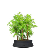 Metasequoia Boschetto M