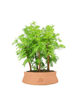 Metasequoia Boschetto M