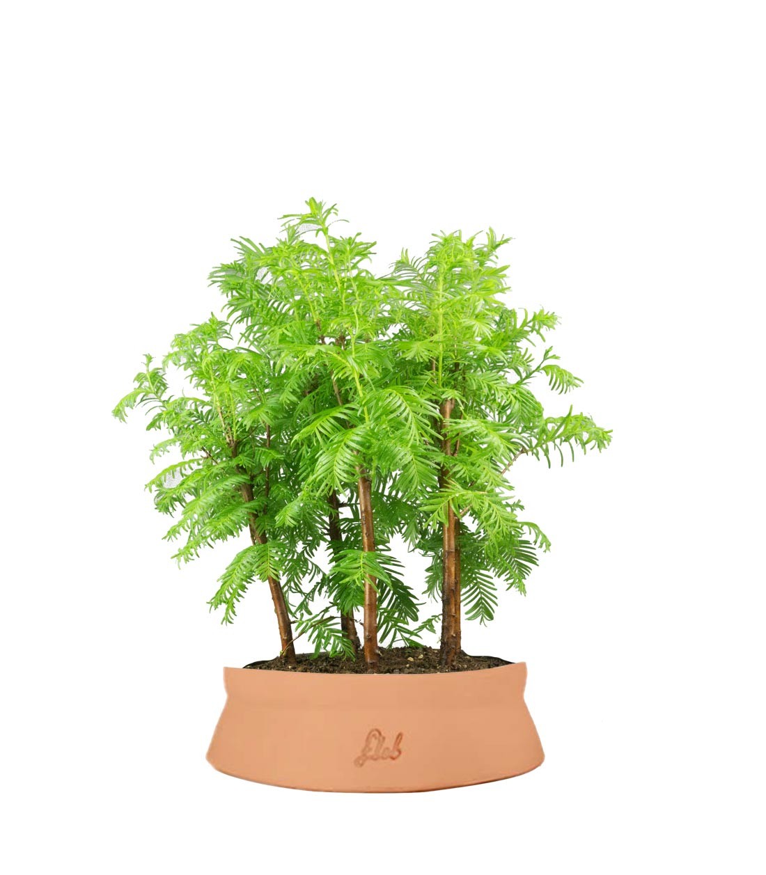 Metasequoia Boschetto M
