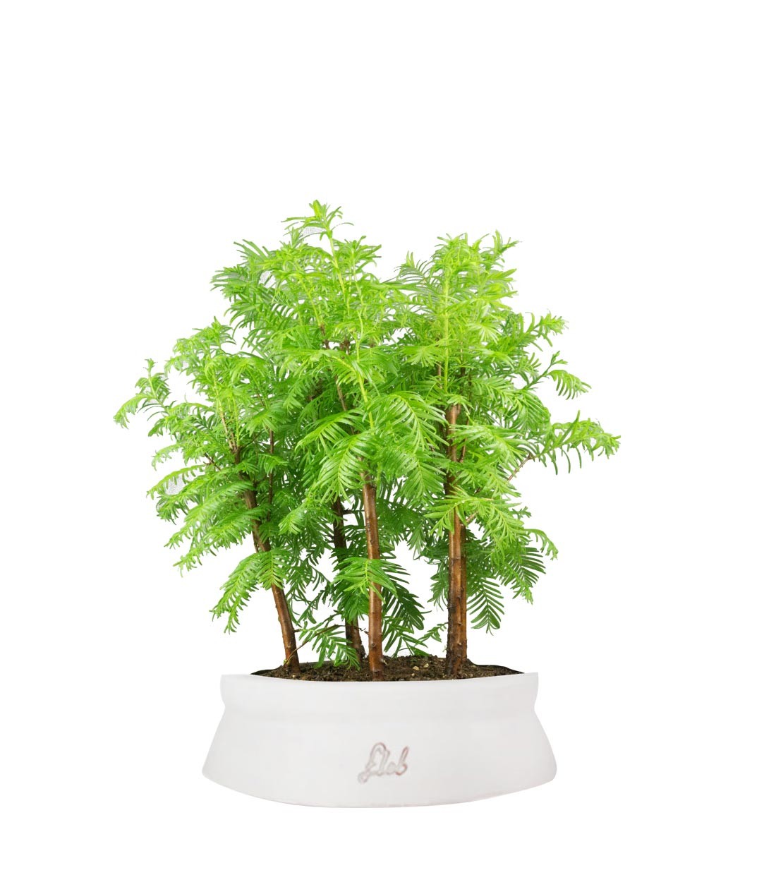 Metasequoia Boschetto M