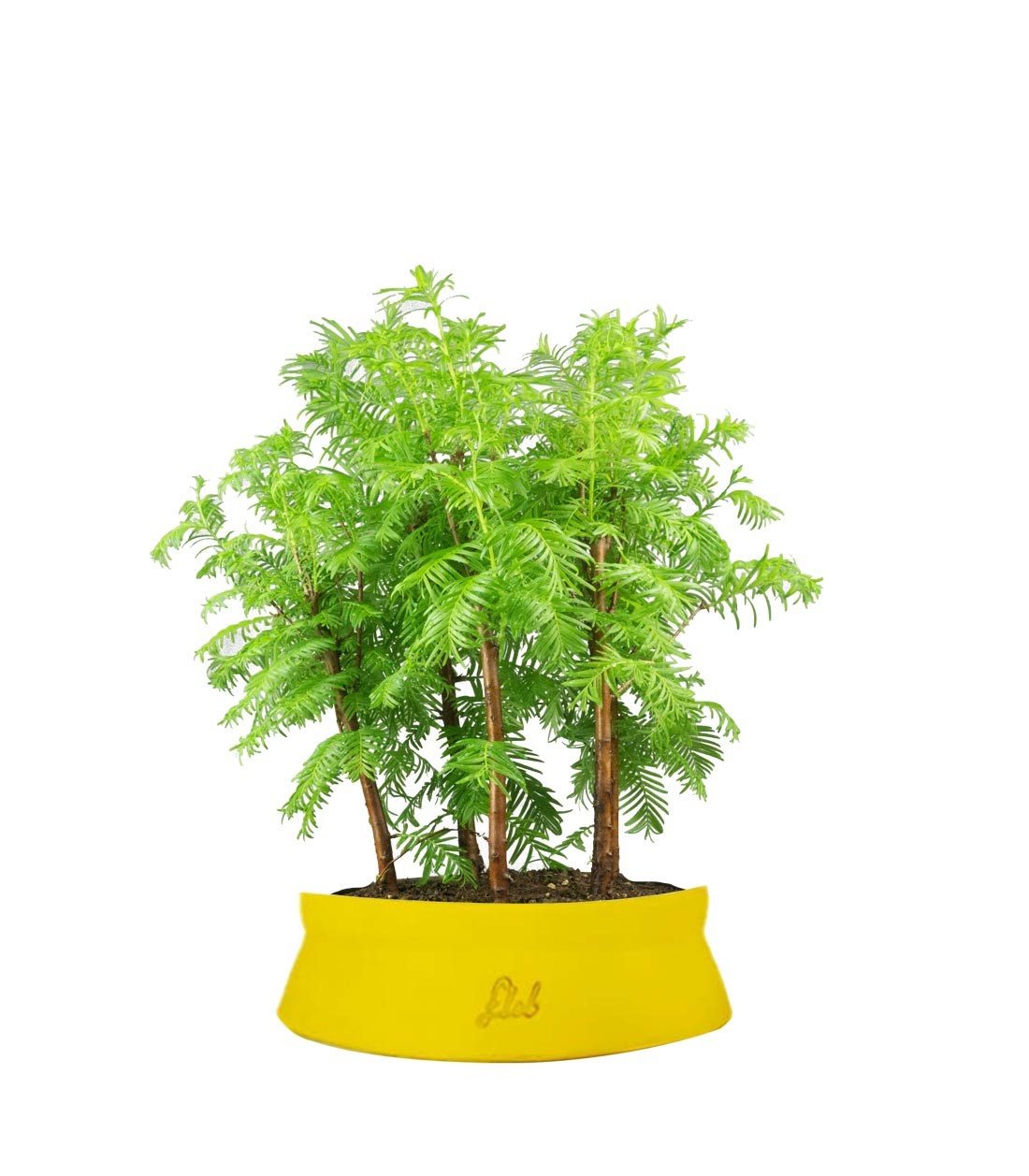 Metasequoia Boschetto M