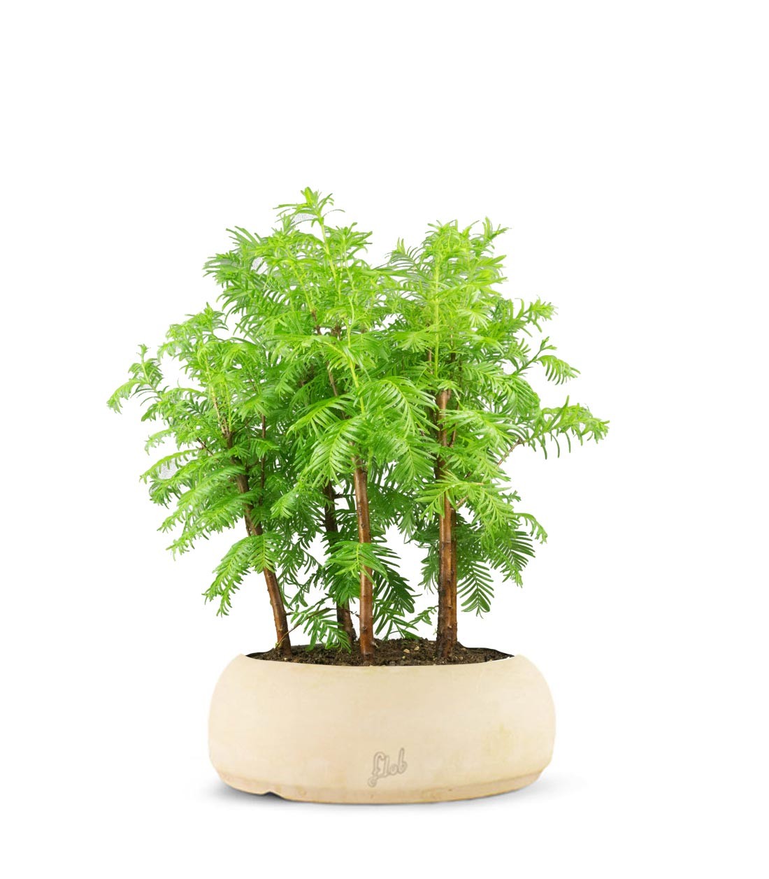 Metasequoia Boschetto M
