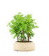 Metasequoia Boschetto M