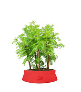 Metasequoia Boschetto M