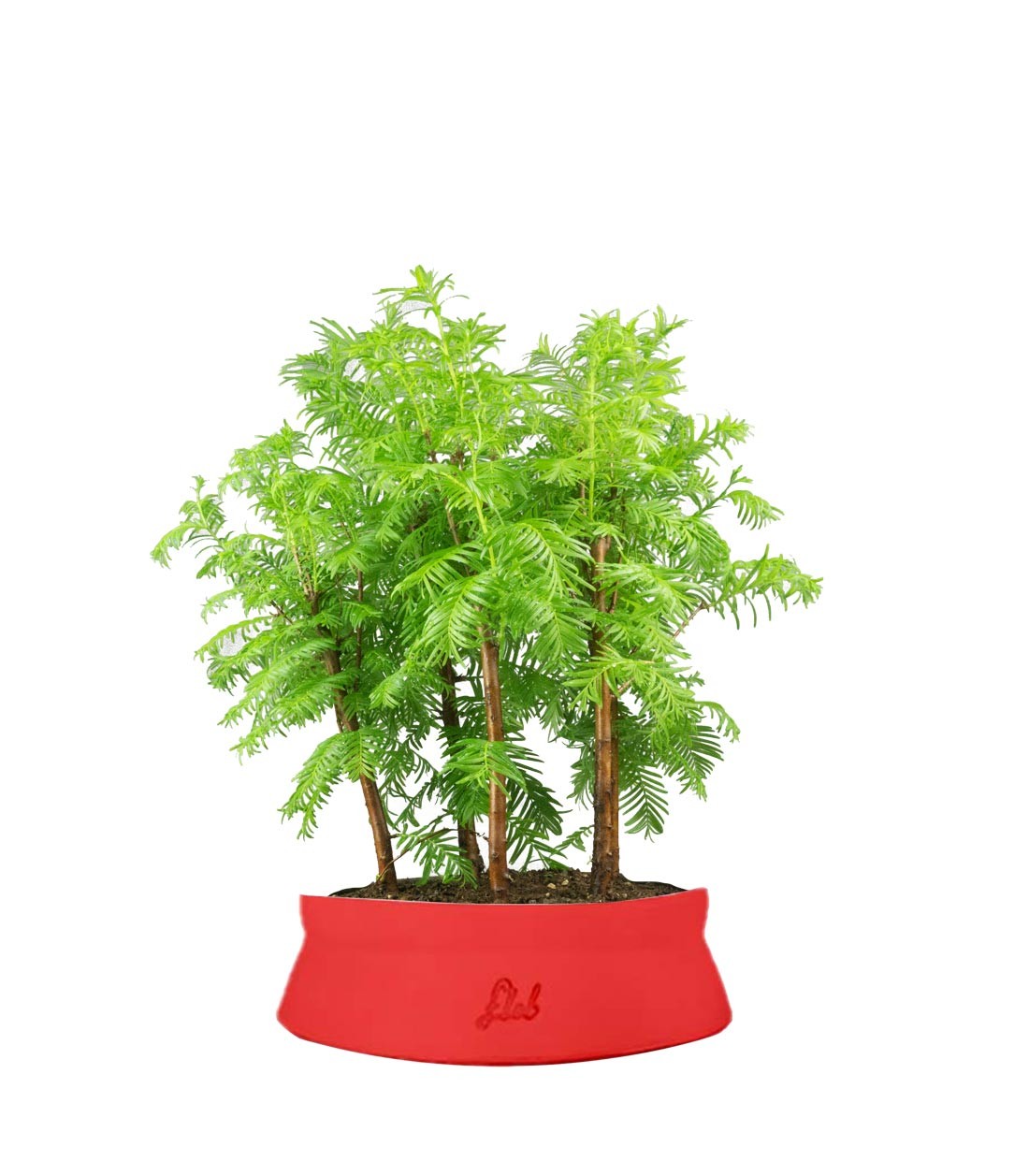 Metasequoia Boschetto M