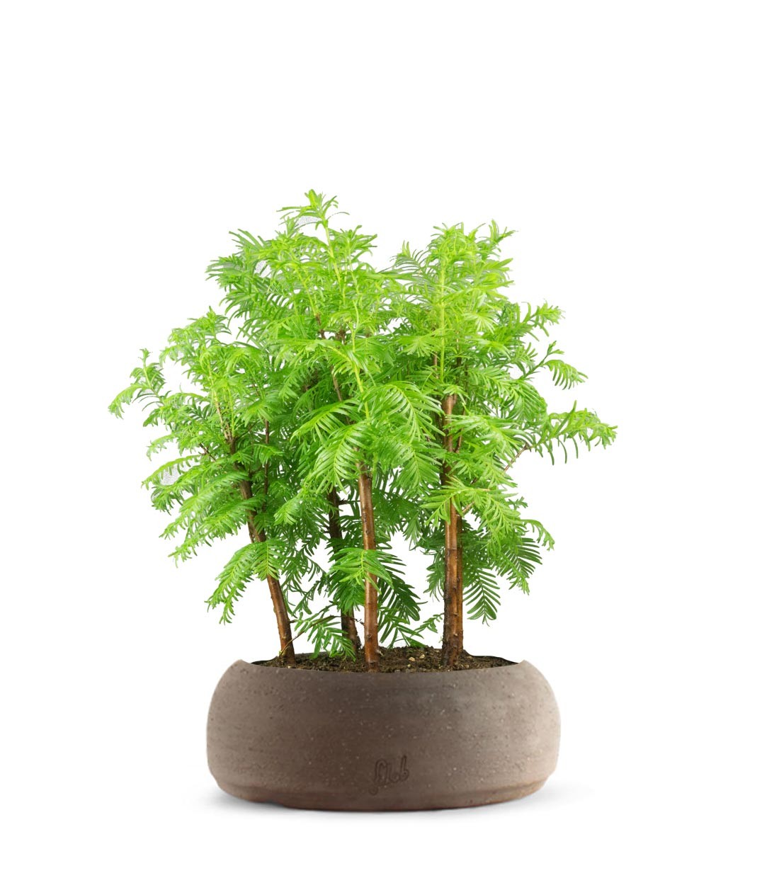 Metasequoia Boschetto M