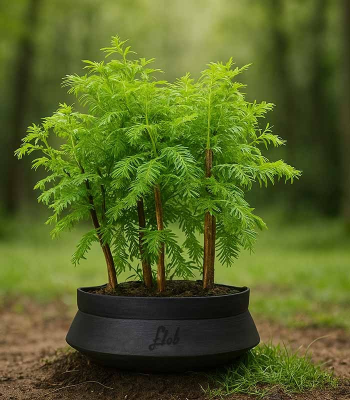 Metasequoia Boschetto M