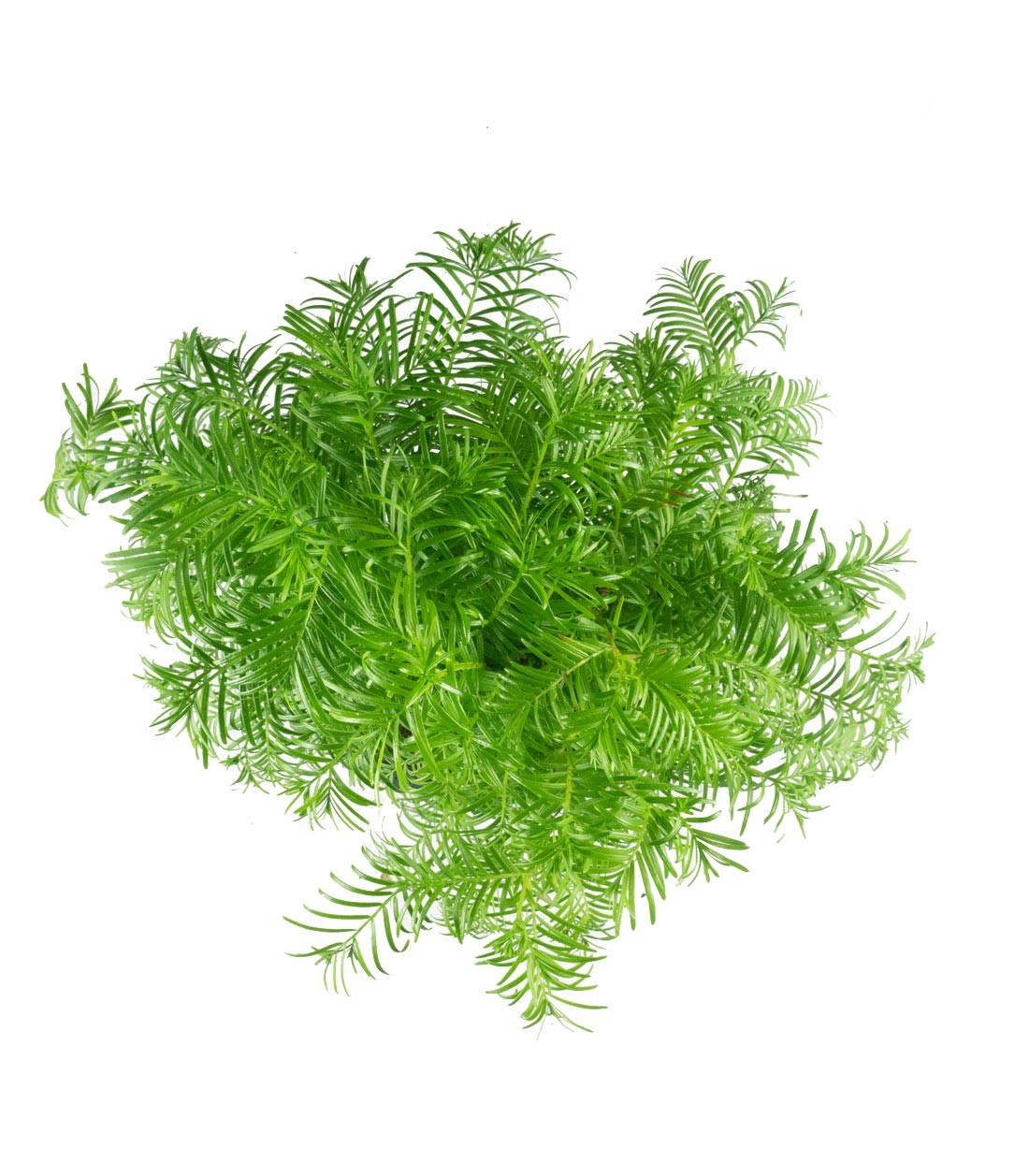 Metasequoia Boschetto M
