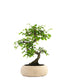 Olmo Zelkova S