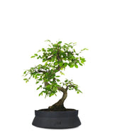 Olmo Zelkova S