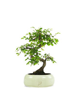 Olmo Zelkova S
