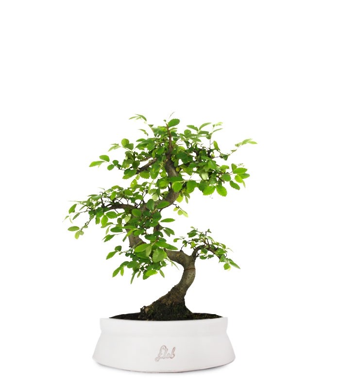 Olmo Zelkova S