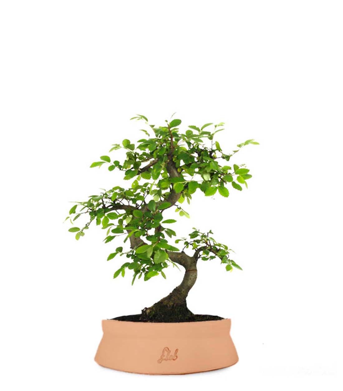 Olmo Zelkova S