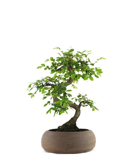 Olmo Zelkova S