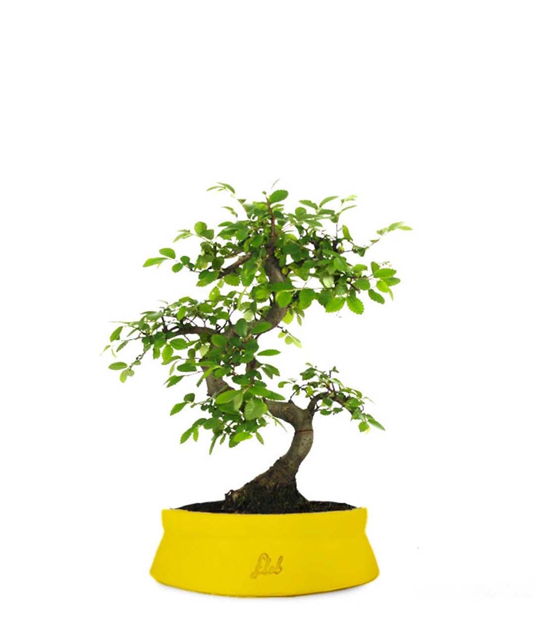 Olmo Zelkova S
