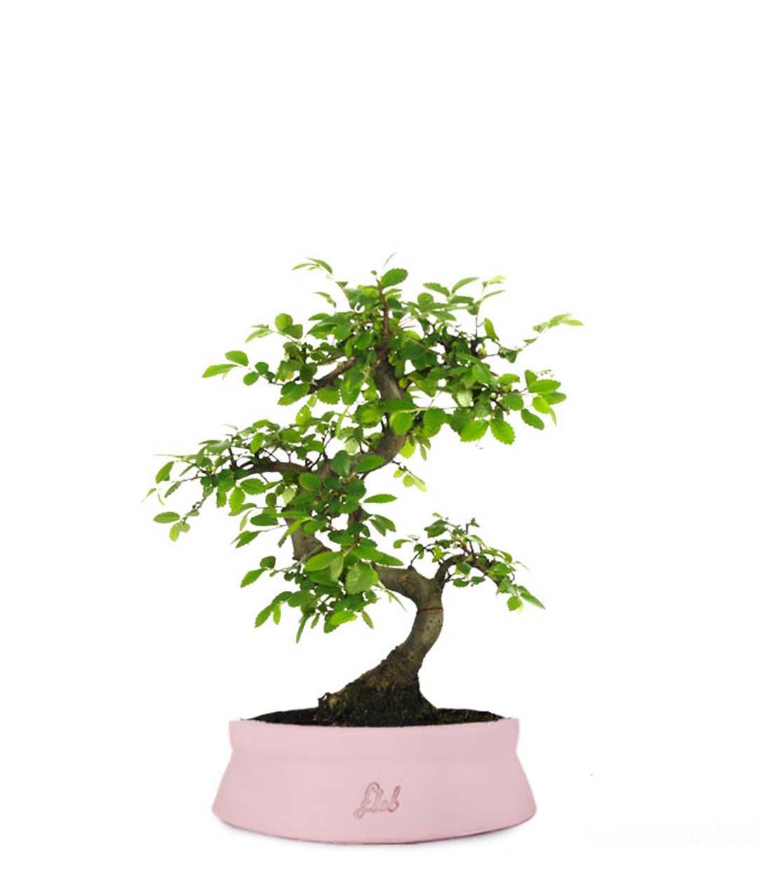 Olmo Zelkova S