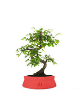 Olmo Zelkova S