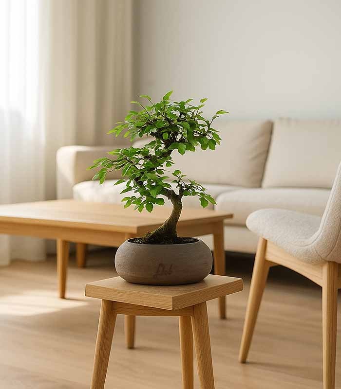 Olmo Zelkova S