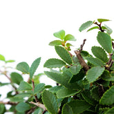 Olmo Zelkova S