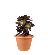 Aeonium Kilimangiaro - Pianta Succulenta Diam. 25 cm