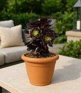Aeonium Kilimangiaro - Pianta Succulenta Diam. 25 cm