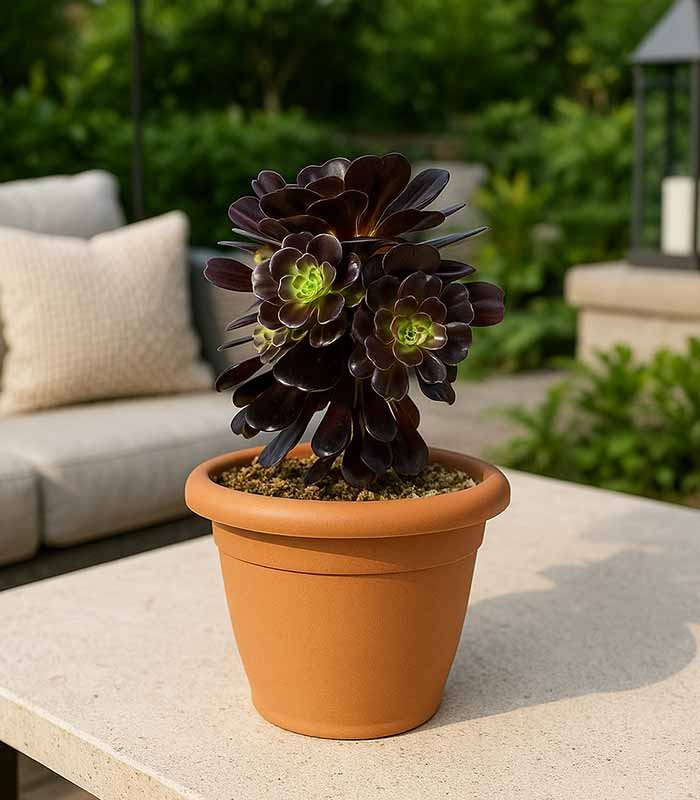 Aeonium Kilimangiaro - Pianta Succulenta Diam. 25 cm