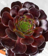 Aeonium Kilimangiaro - Pianta Succulenta Diam. 25 cm