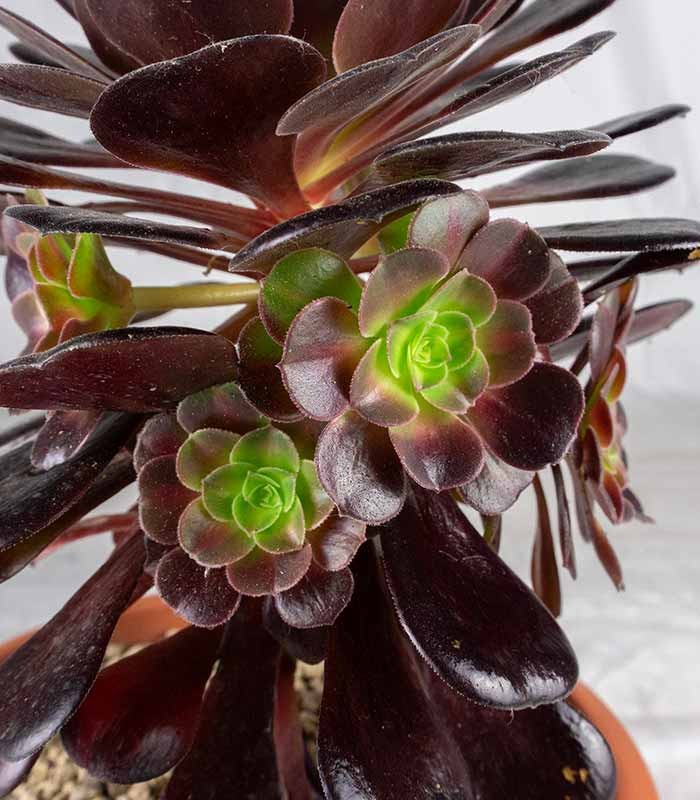 Aeonium Kilimangiaro - Pianta Succulenta Diam. 25 cm