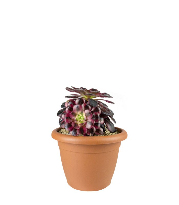 Aeonium Medusa - Pianta Succulenta Diam. 25 cm