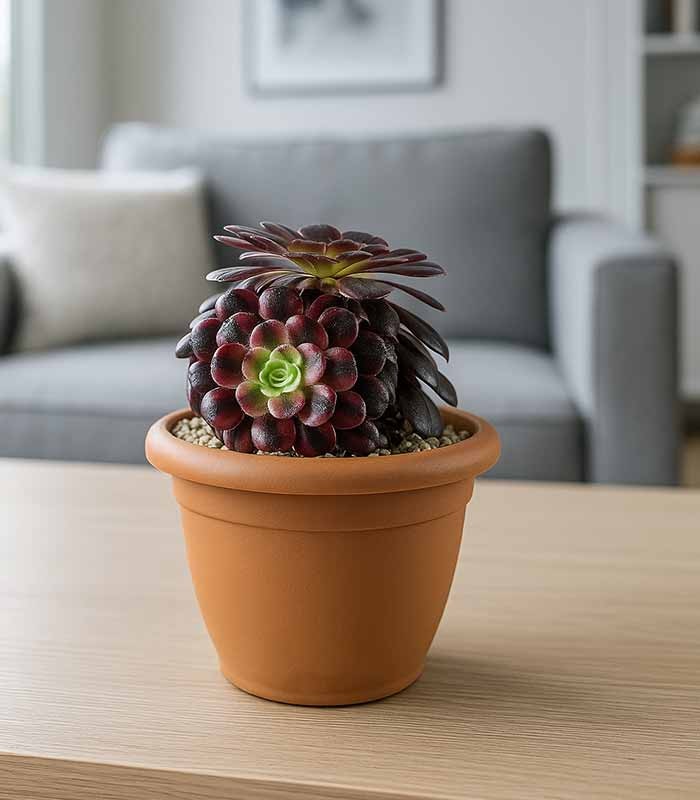 Aeonium Medusa - Pianta Succulenta Diam. 25 cm