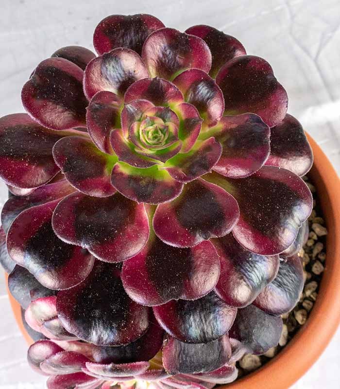 Aeonium Medusa - Pianta Succulenta Diam. 25 cm